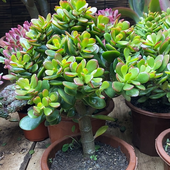 姬红花月一物一拍