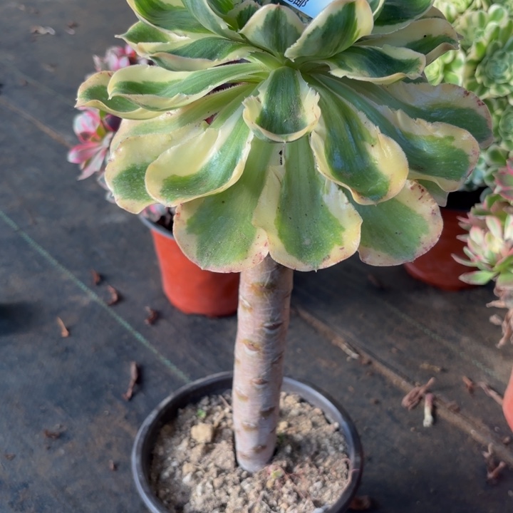 瑞妈，，。。。。。452燕姿锦