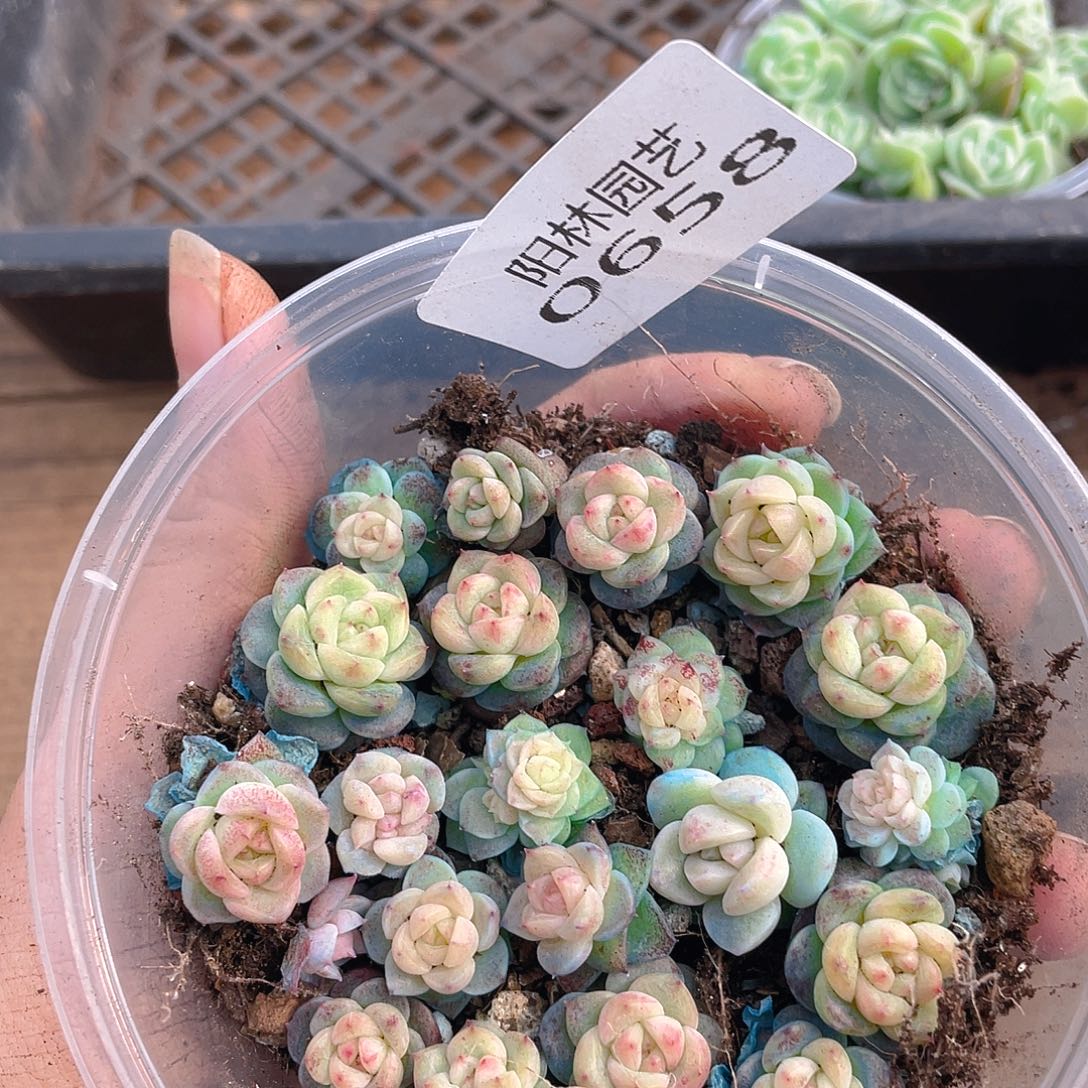 多肉植物多肉植物658