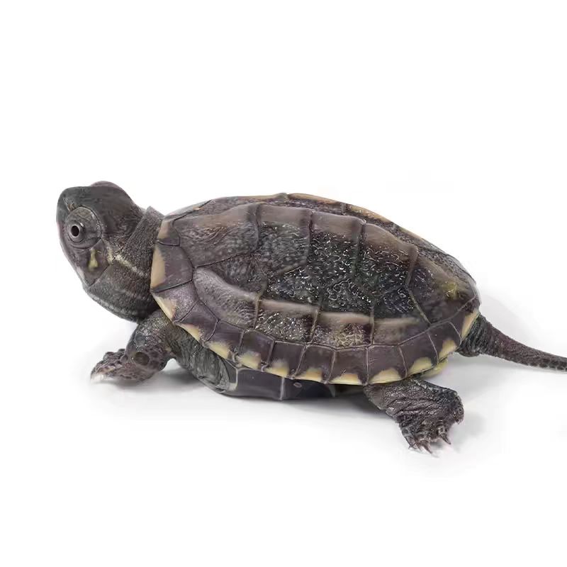 中华草龟外塘活体小乌龟适合家养观赏好养耐活送龟粮