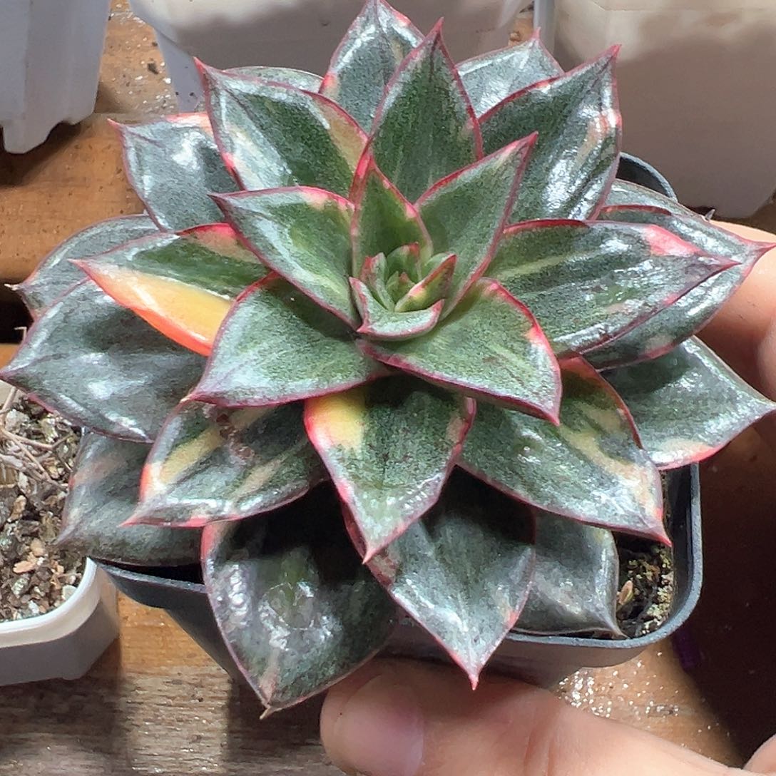 麒麟座锦 小方花圃一单包邮非偏远