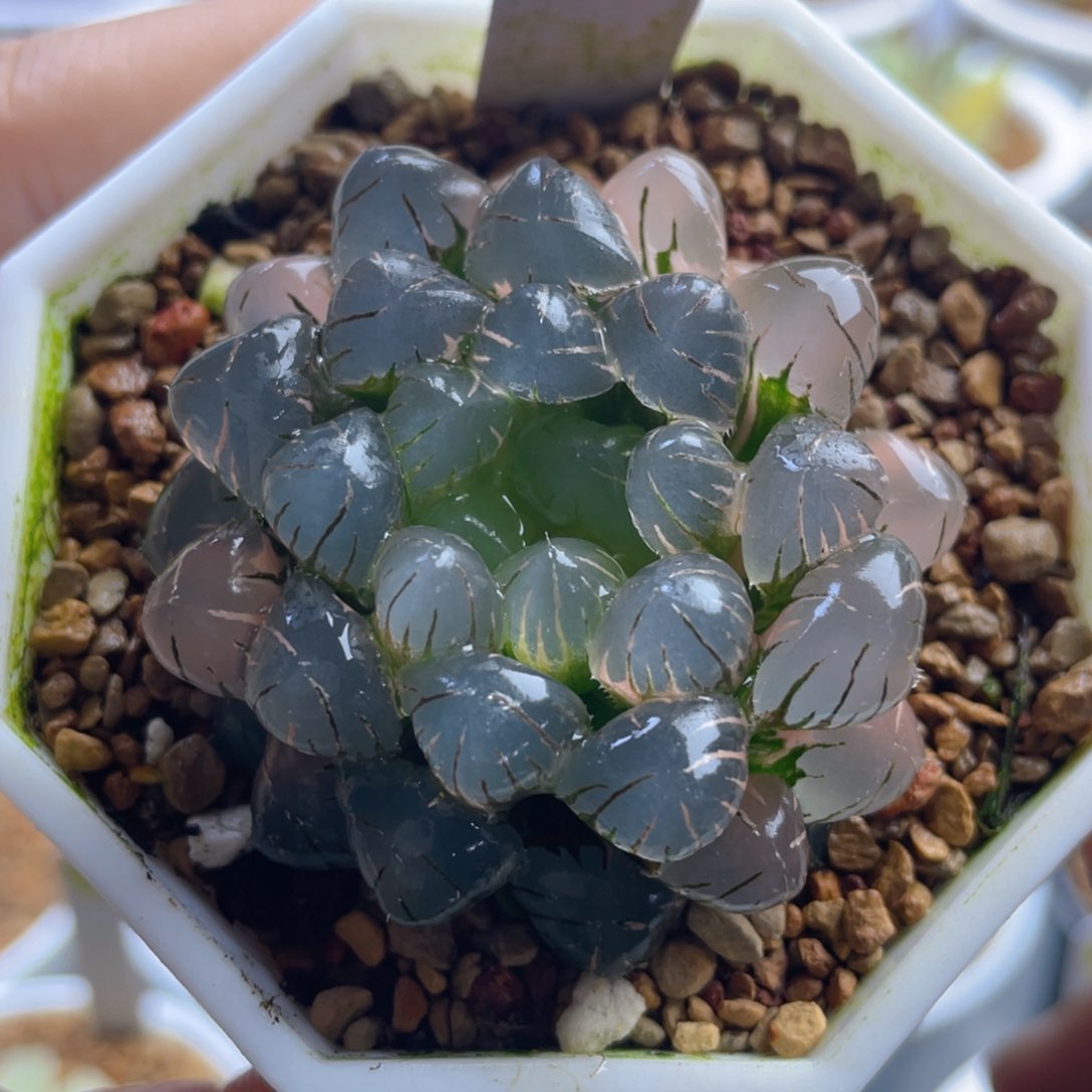 15.十二卷多肉ob1冰灯玉露锦。    