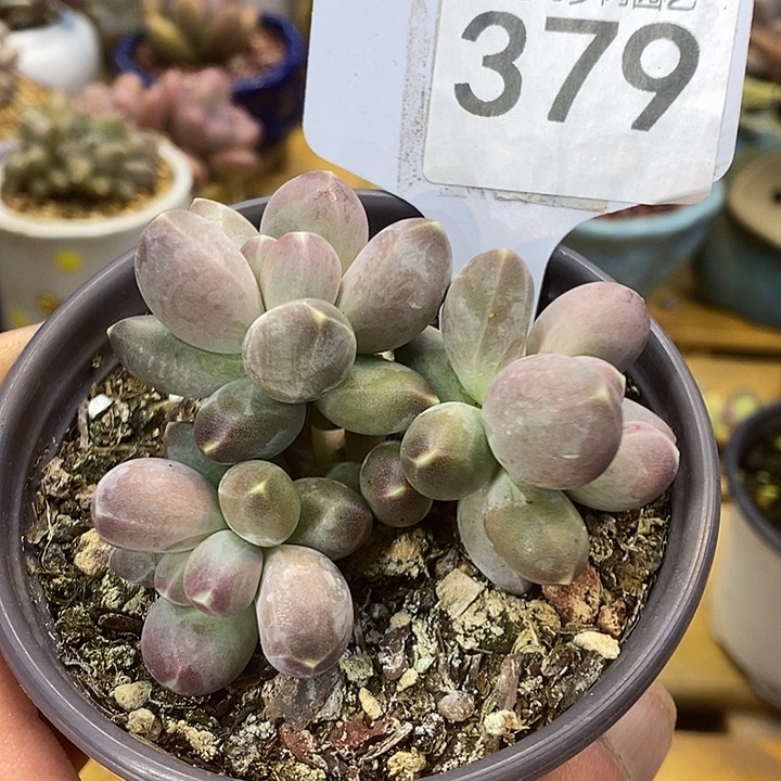 星空美人379号的啊啊啊啊