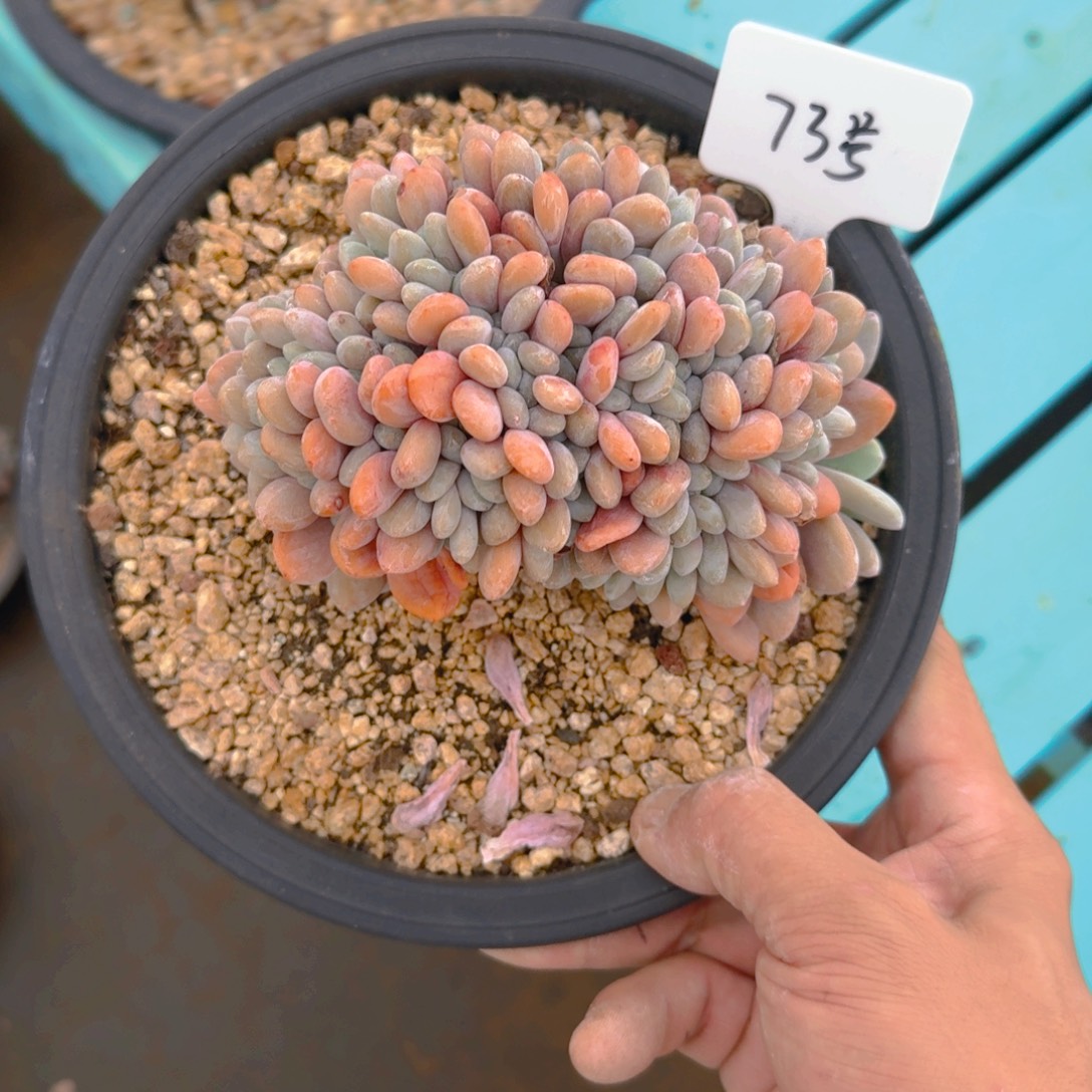 73号多肉11111111111