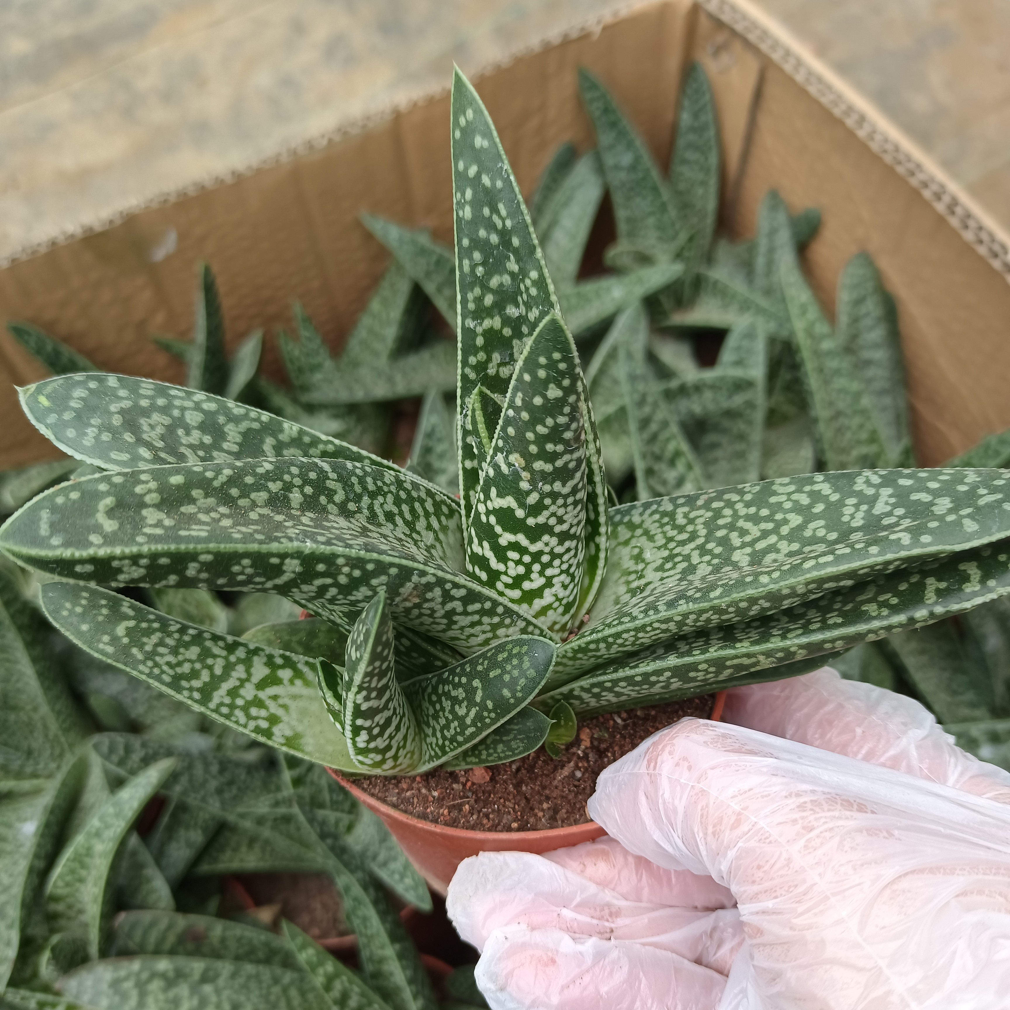 绿植花卉 翠花掌盆栽