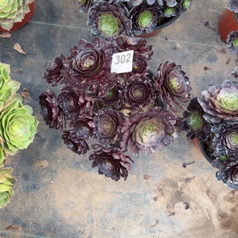 未*～302黑骑士朵朵多肉，