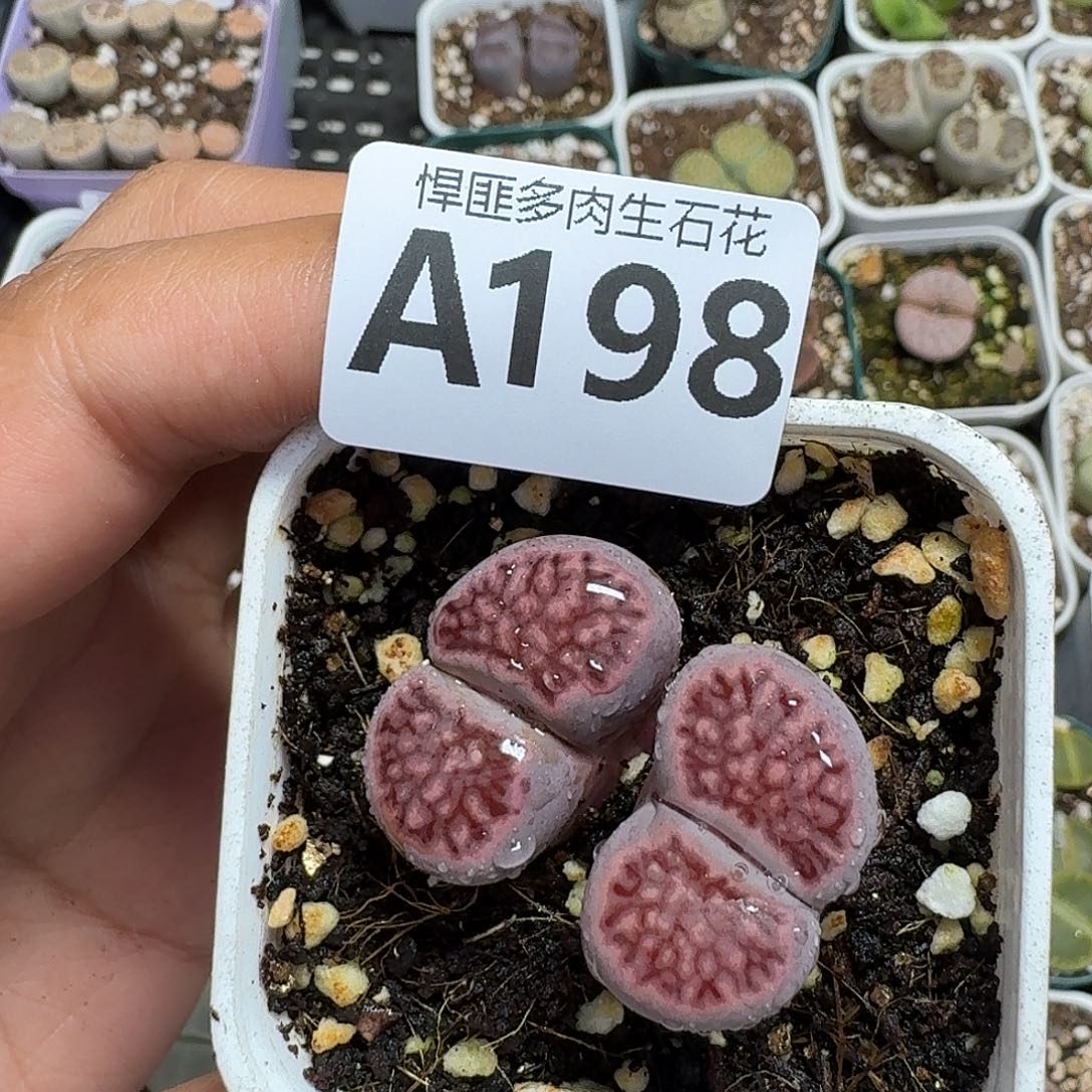 198多肉植物多肉植物