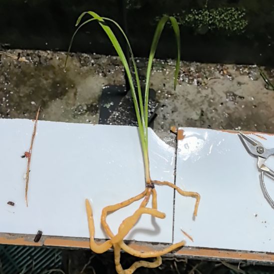 完全开放西蜀道光水晶艺引种苗