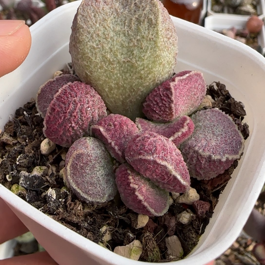 哈默猪肝多肉水泡