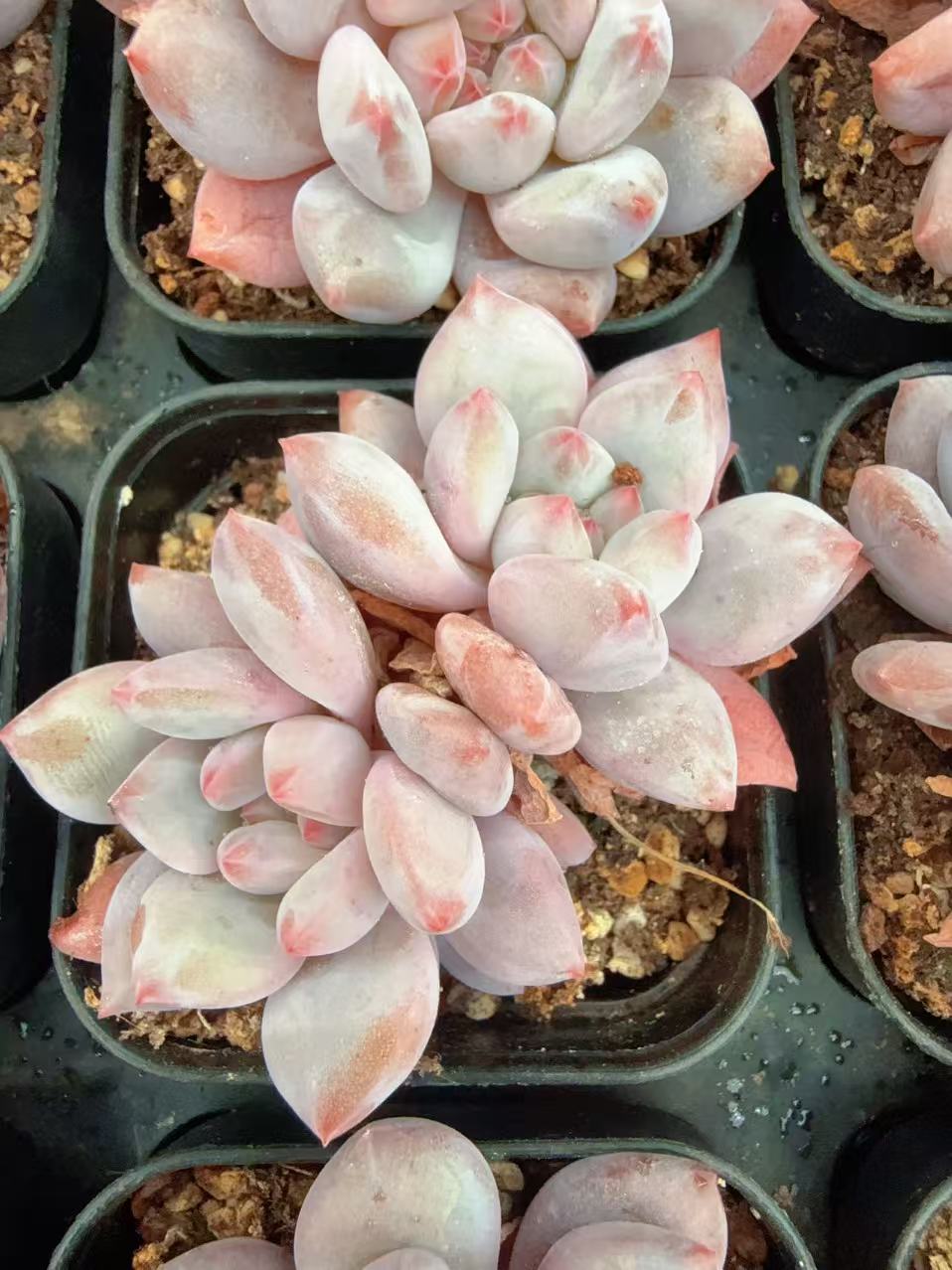 70#双头糖果天使（4-7cm）脱土