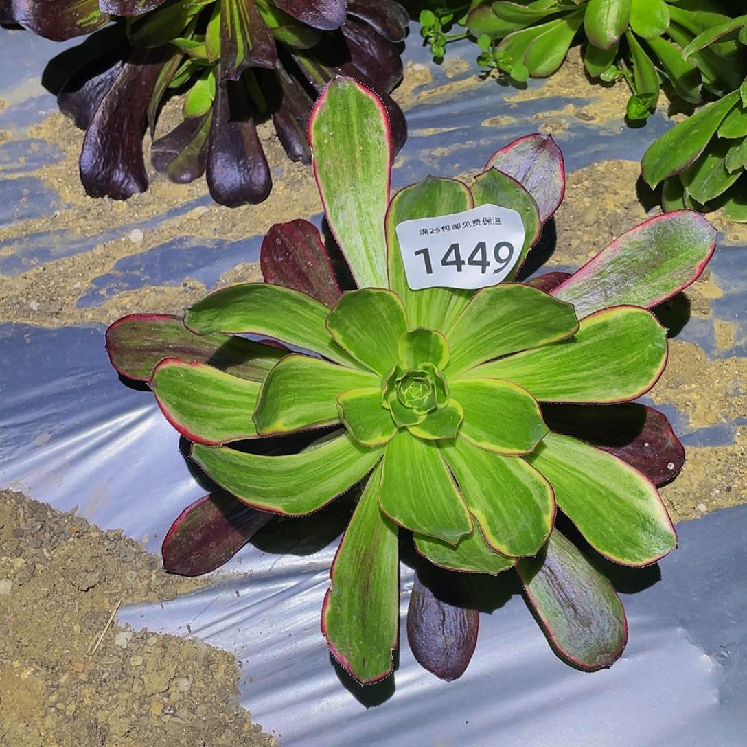 1449紫焰多肉植物
