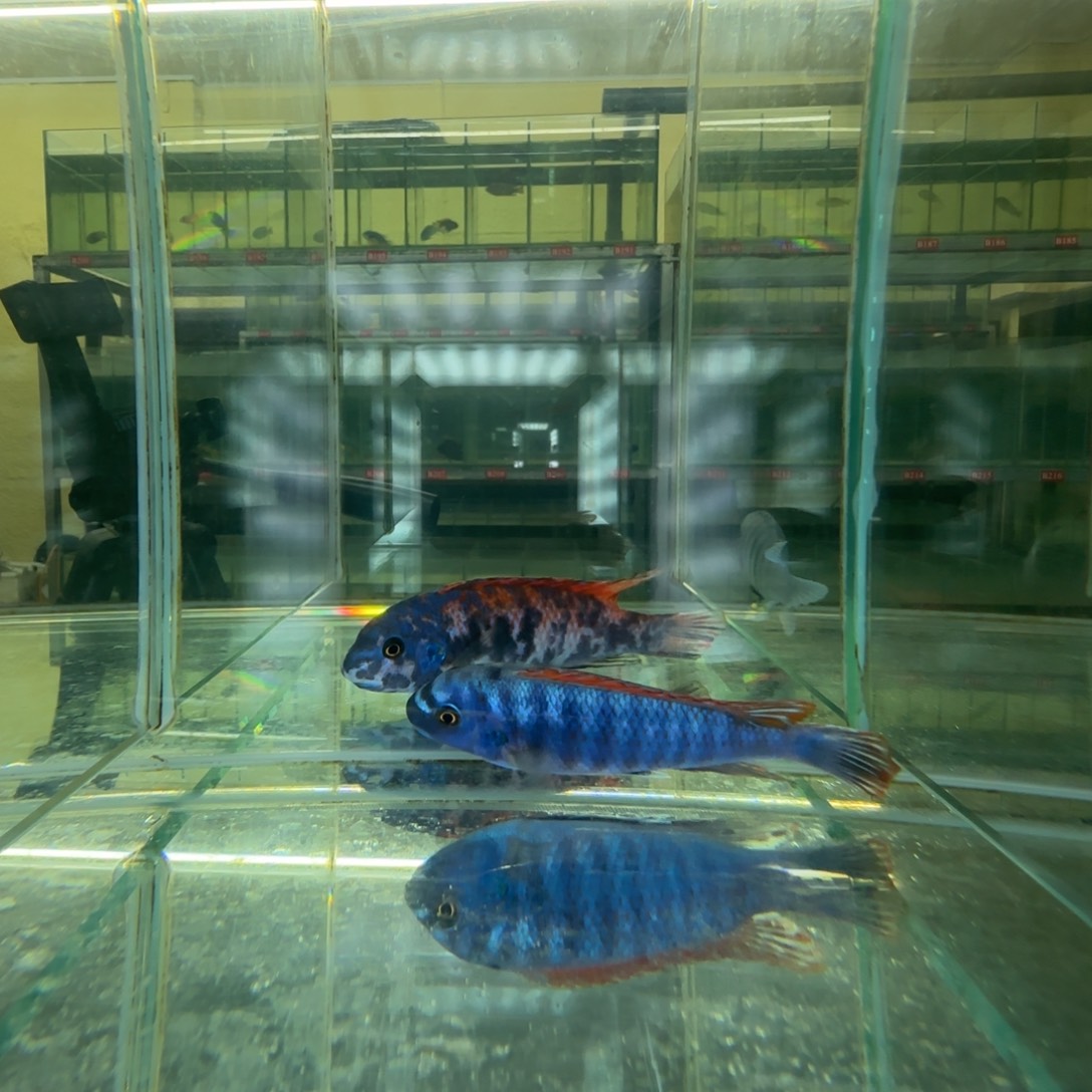 海水鱼屋松比西原色，斑马mc