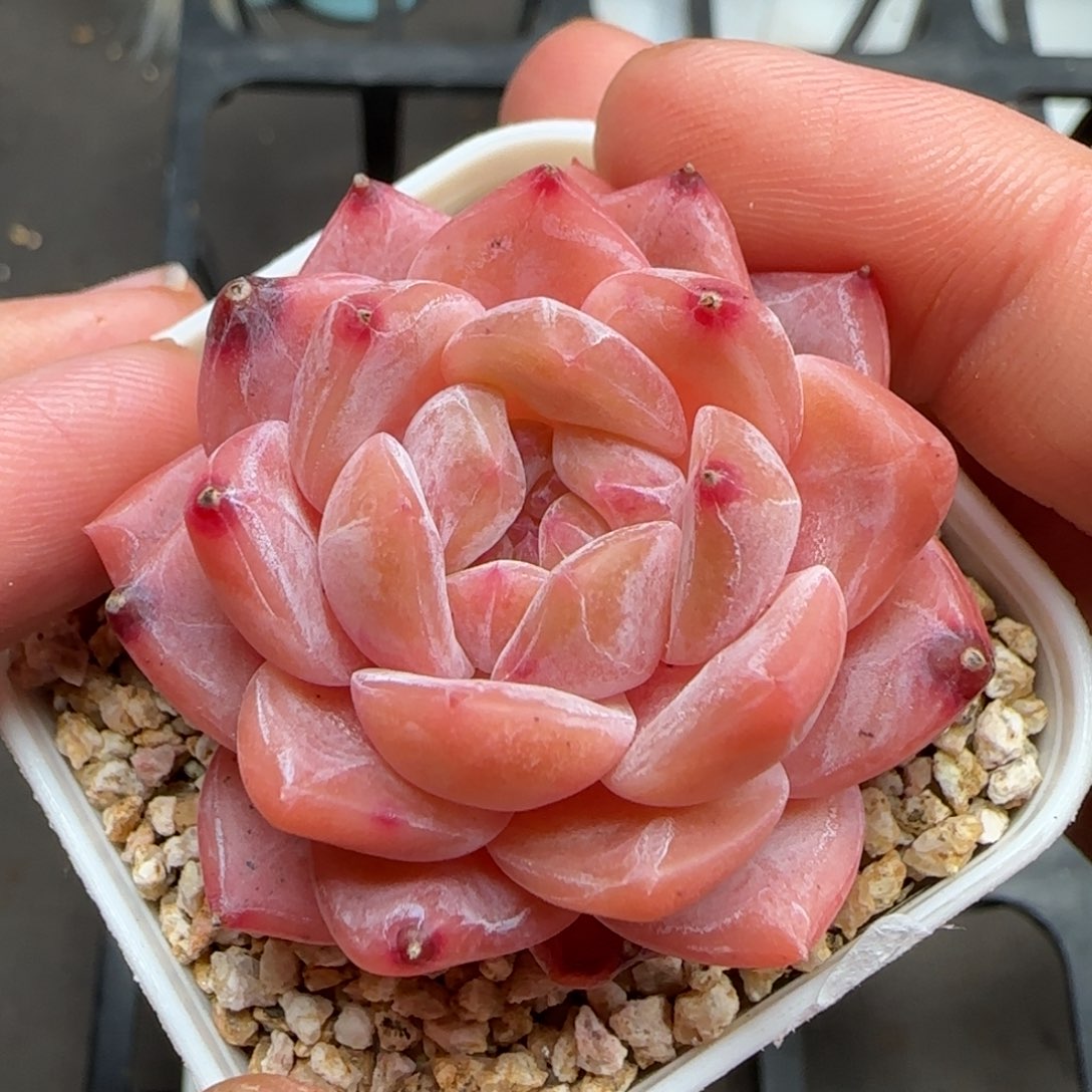 一物一拍冰魄26118