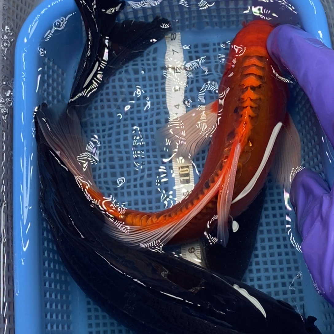 锦鲤冷水锦鲤包邮