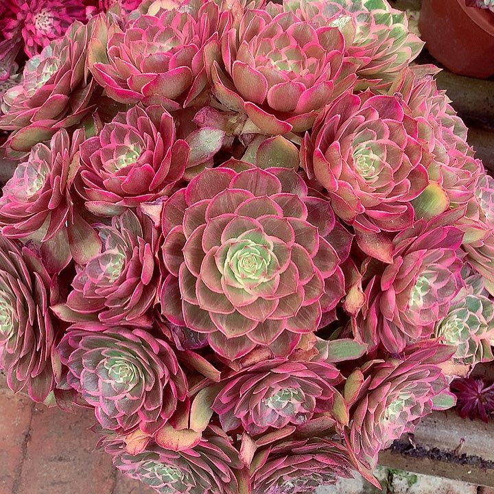 莲花座啊啊啊啊啊