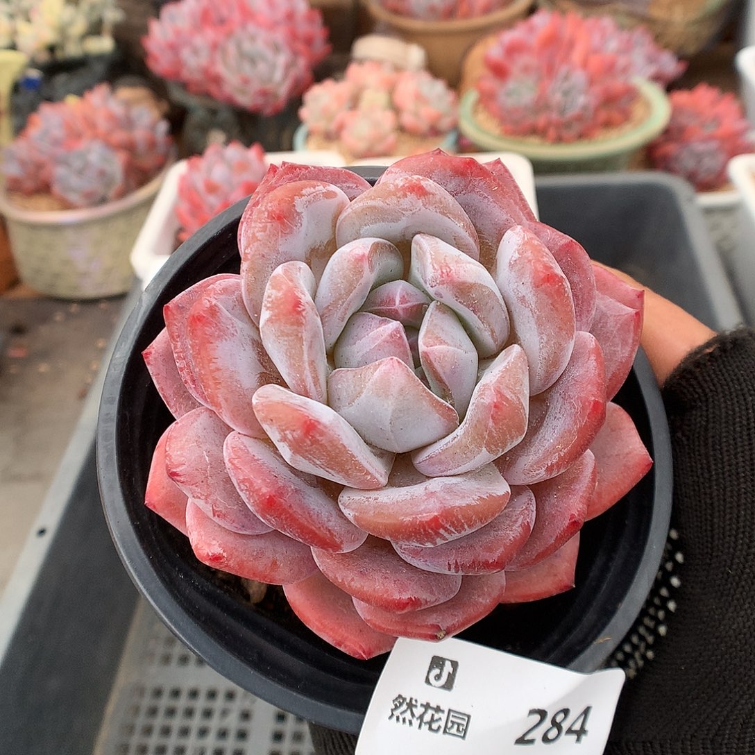 284星影多肉植物6666