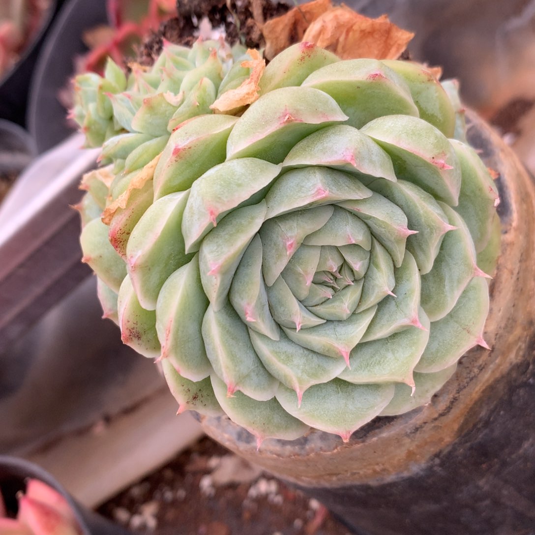 4886杂交精品基地7厘米