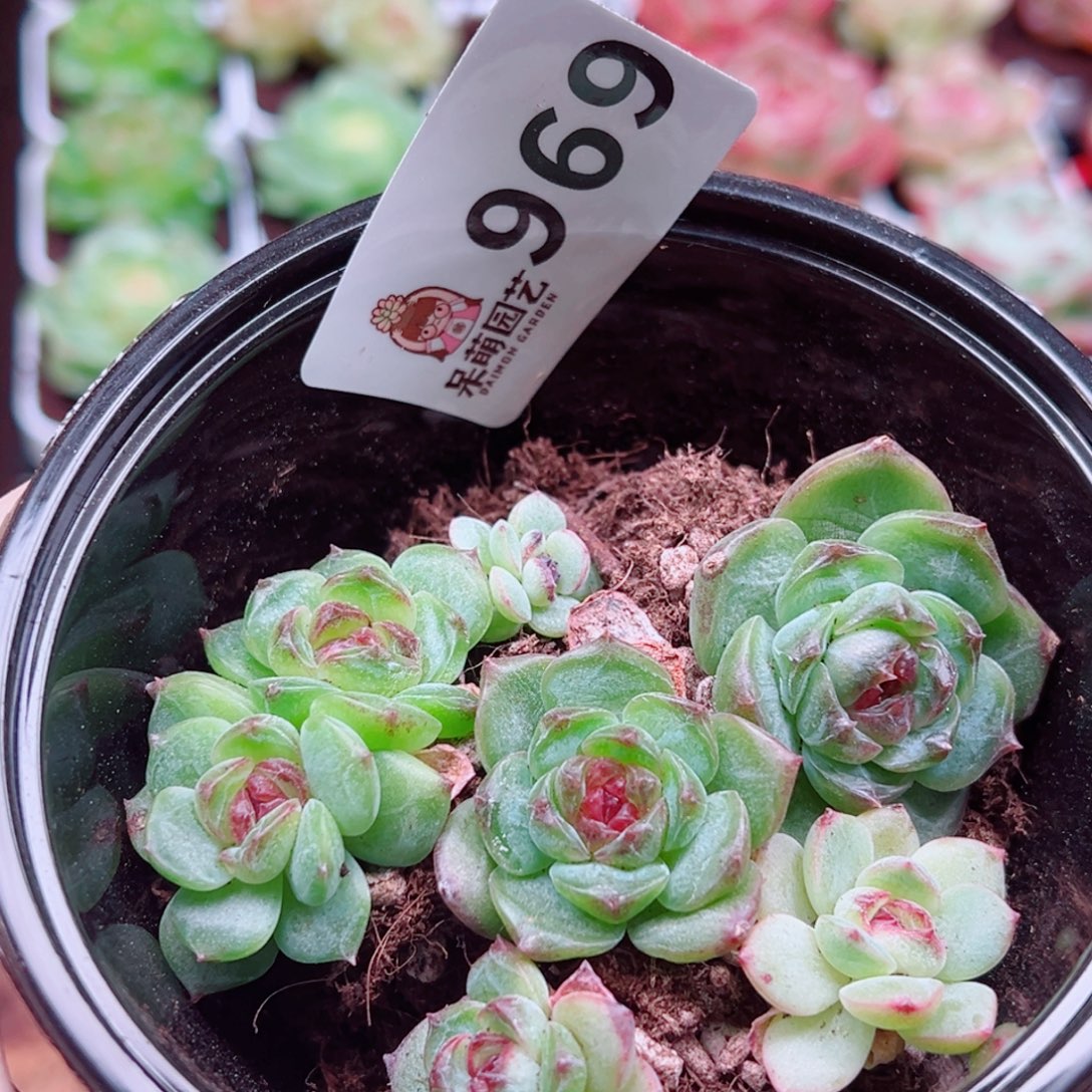 多肉植物多肉植物