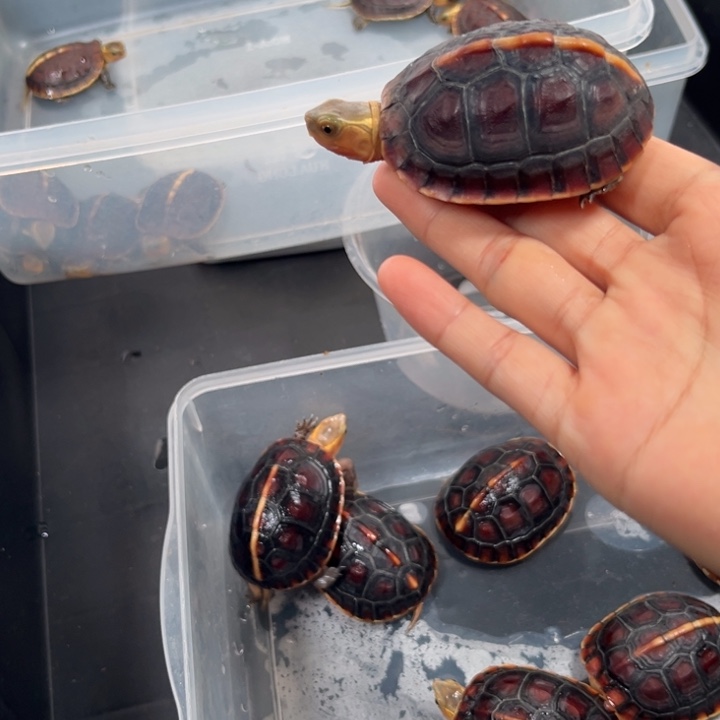 不分公母宠物龟魏**红