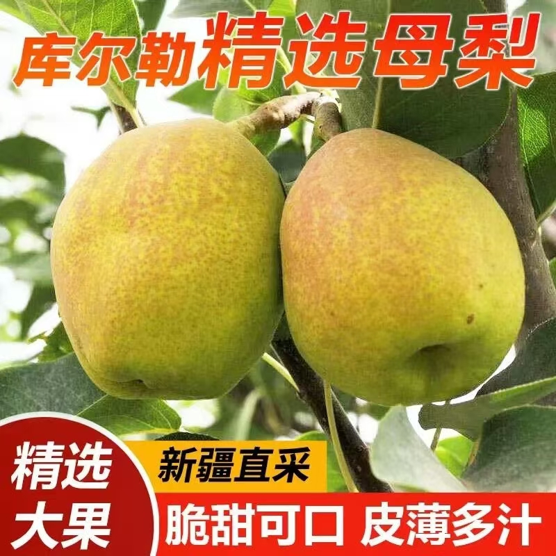 精选【新疆直发】正宗库尔勒香梨新鲜脆甜多汁果香浓郁