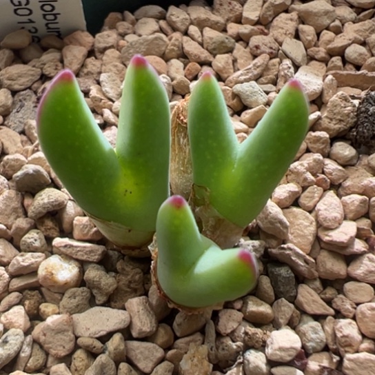 Ssg0136皮卡丘优选红尖。 320。