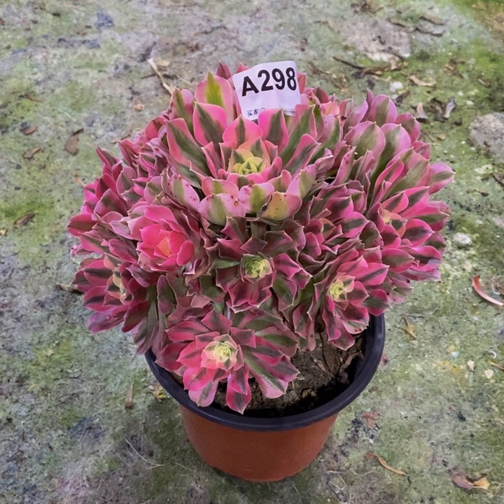 女巫多肉植物298