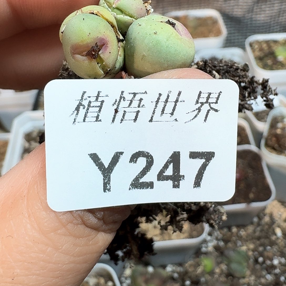 247号多肉植物哇fv