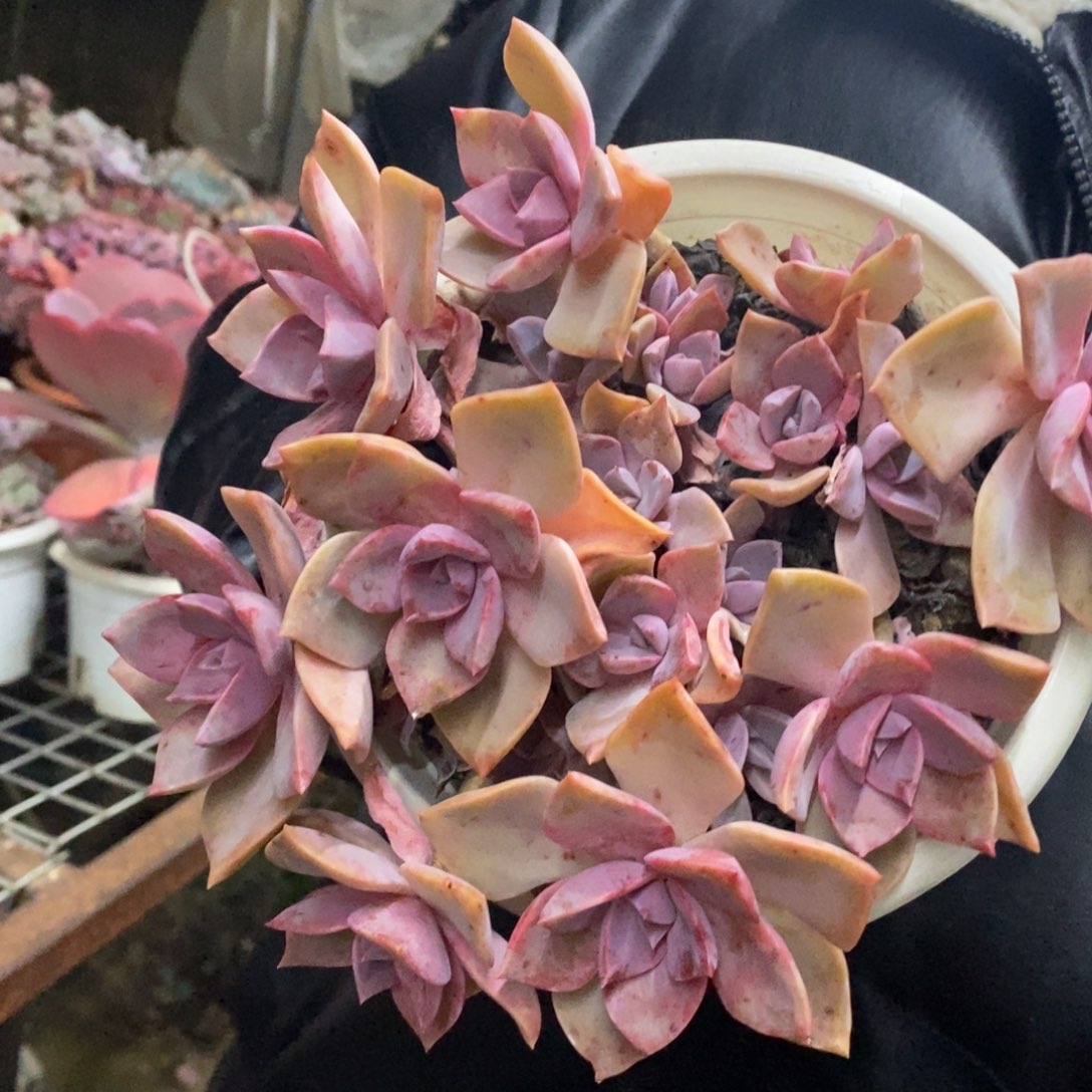 中国初恋整桩一盆