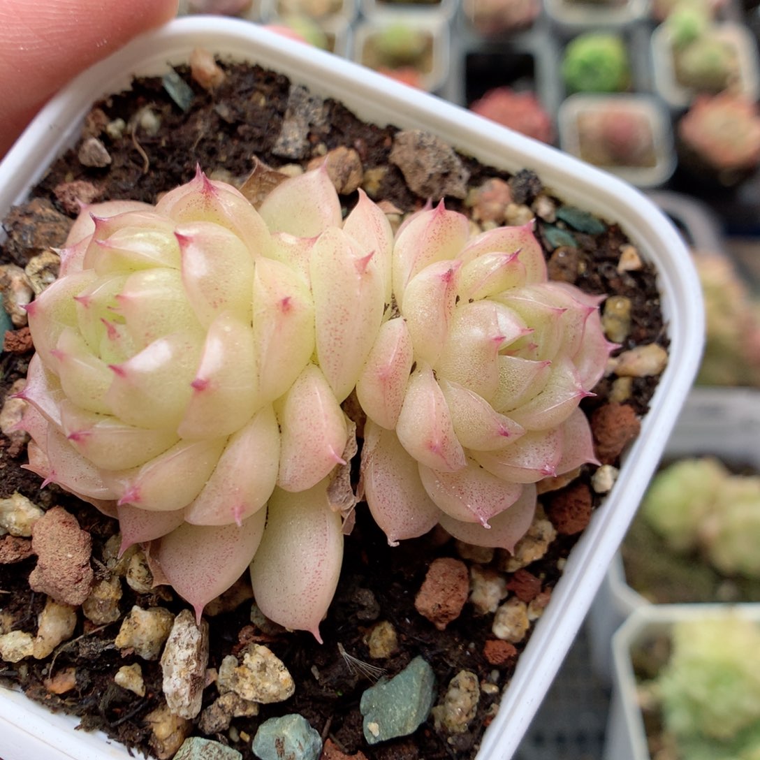 C50，柿子多肉20包邮两天凑单