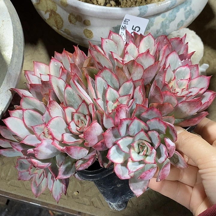 小七夕多肉月光女神锦95