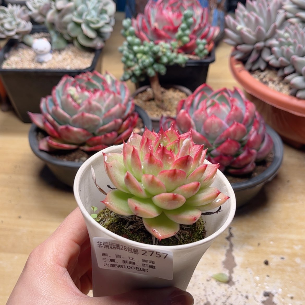 【闪购商品】2757、