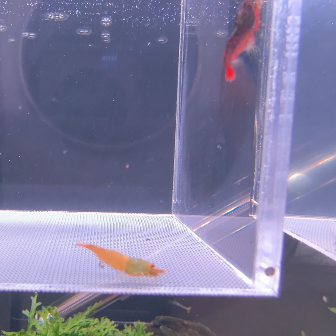 水晶虾薯条水晶虾一公一母