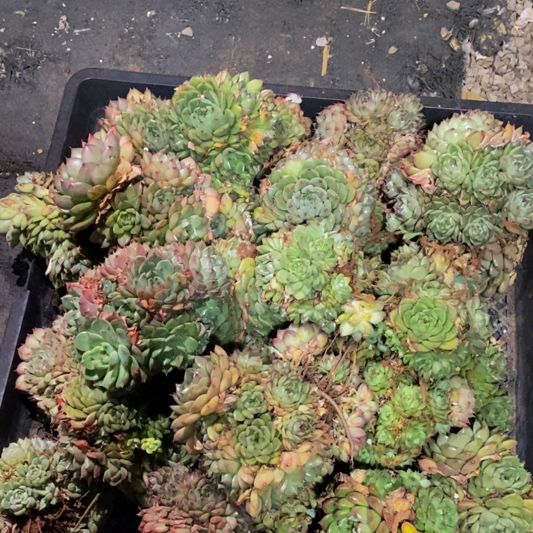 216的人生态度是一种态度，