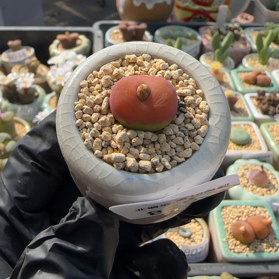 8250--一物一拍 带盆 水蜜桃1430.5