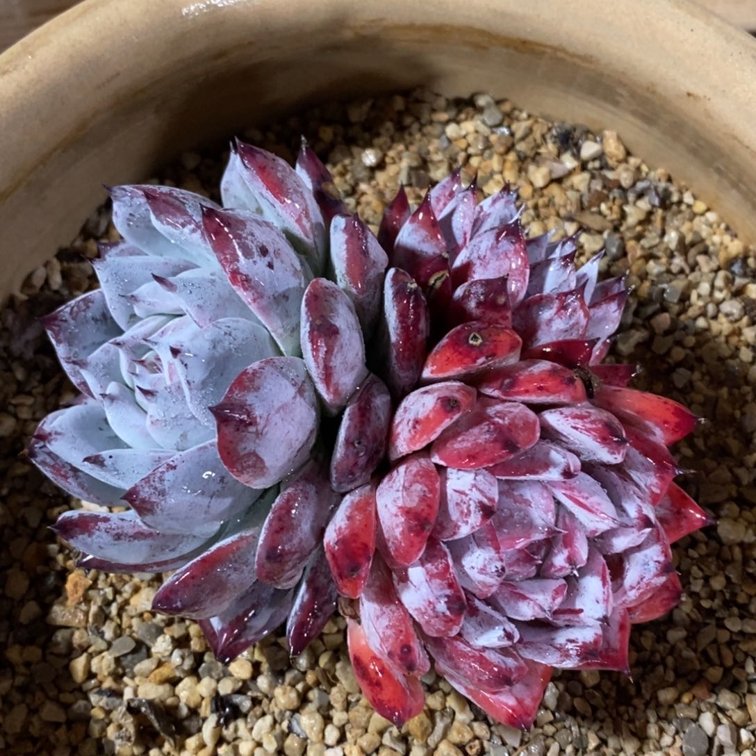 自助下单一物一拍_多肉