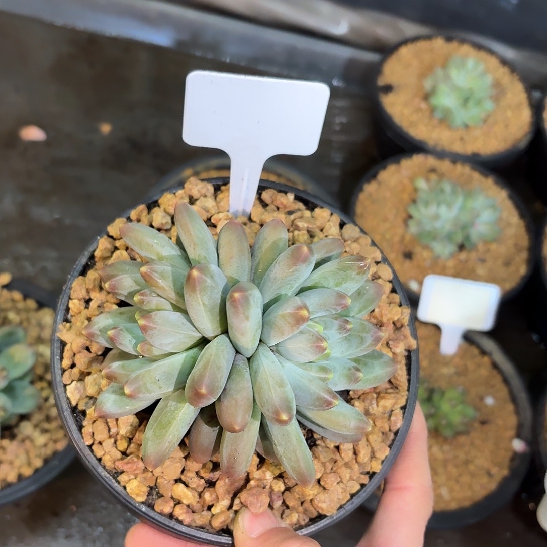 卡布奇洛666666666667777