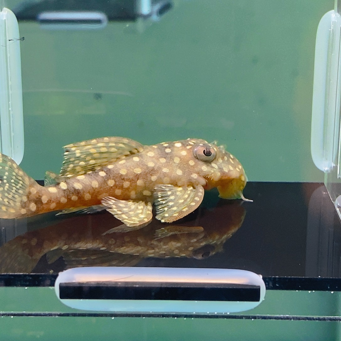 清道夫鱼136异型36号