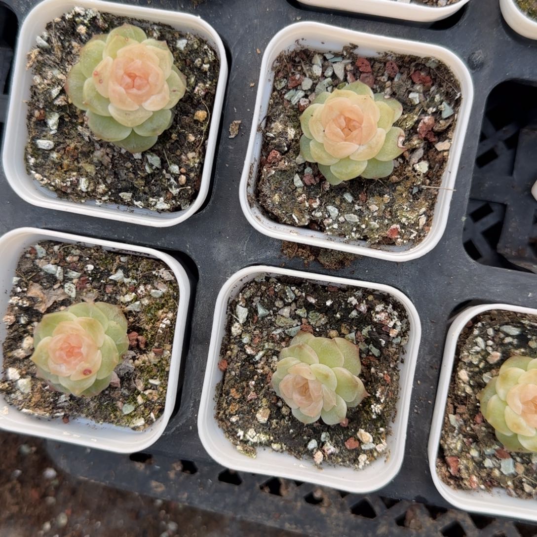 无尽灯盆外棚一个满25包邮