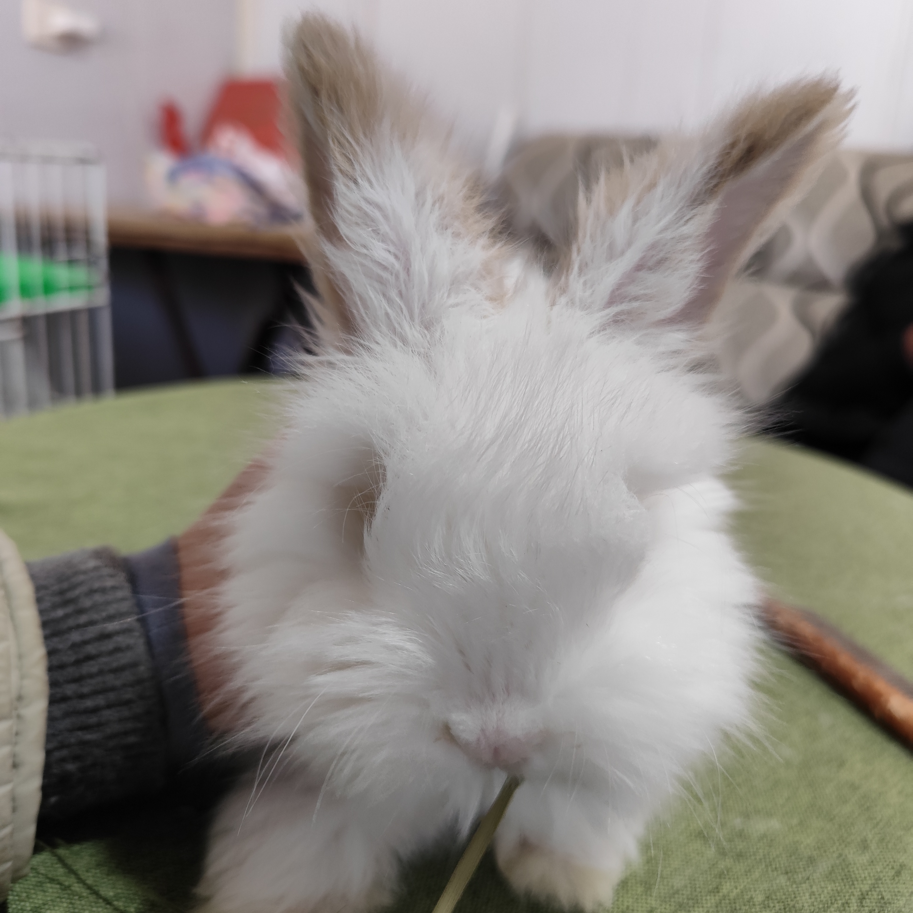 英系安哥拉活体宠物兔可爱弟弟适合家养实拍图喜欢直接拍