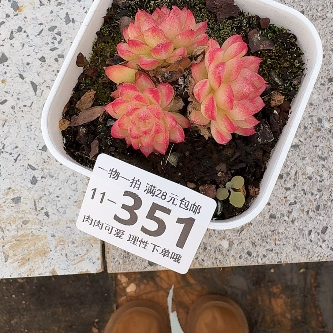 麦秆无盆土发货无