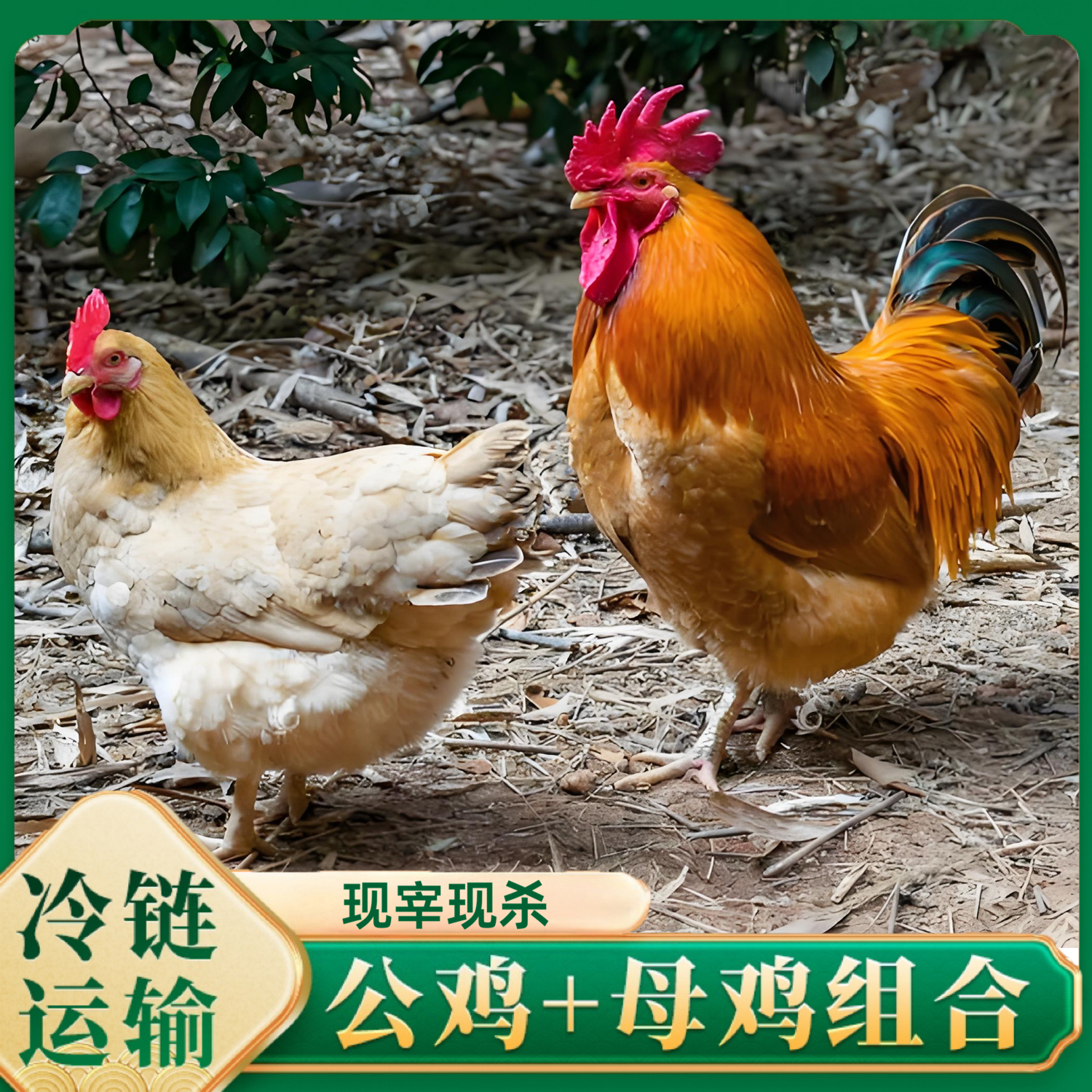  【媛媛1*】3只3年母鸡+赠1只公鸡组合4只净重10-11斤