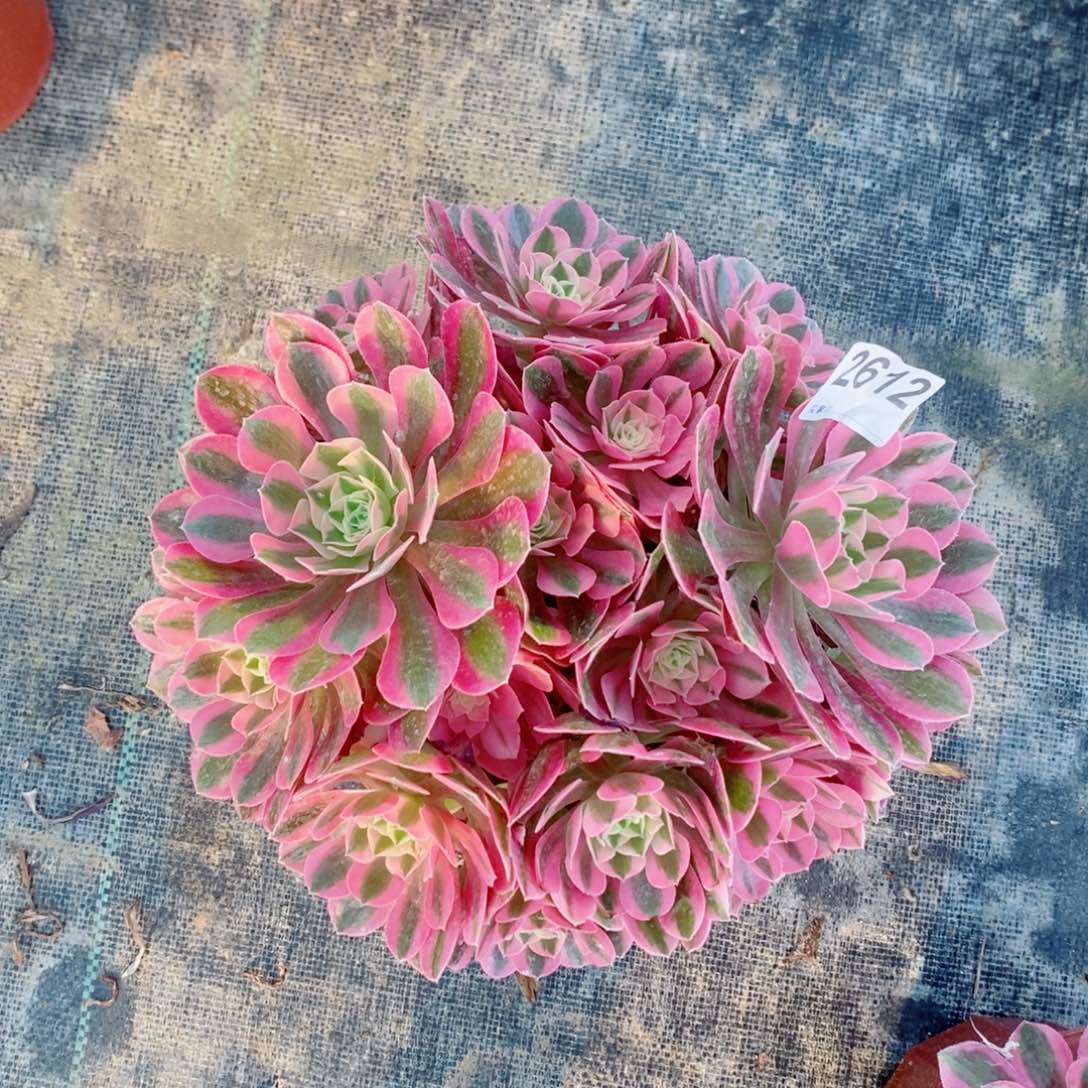 粉女巫2612多肉1111