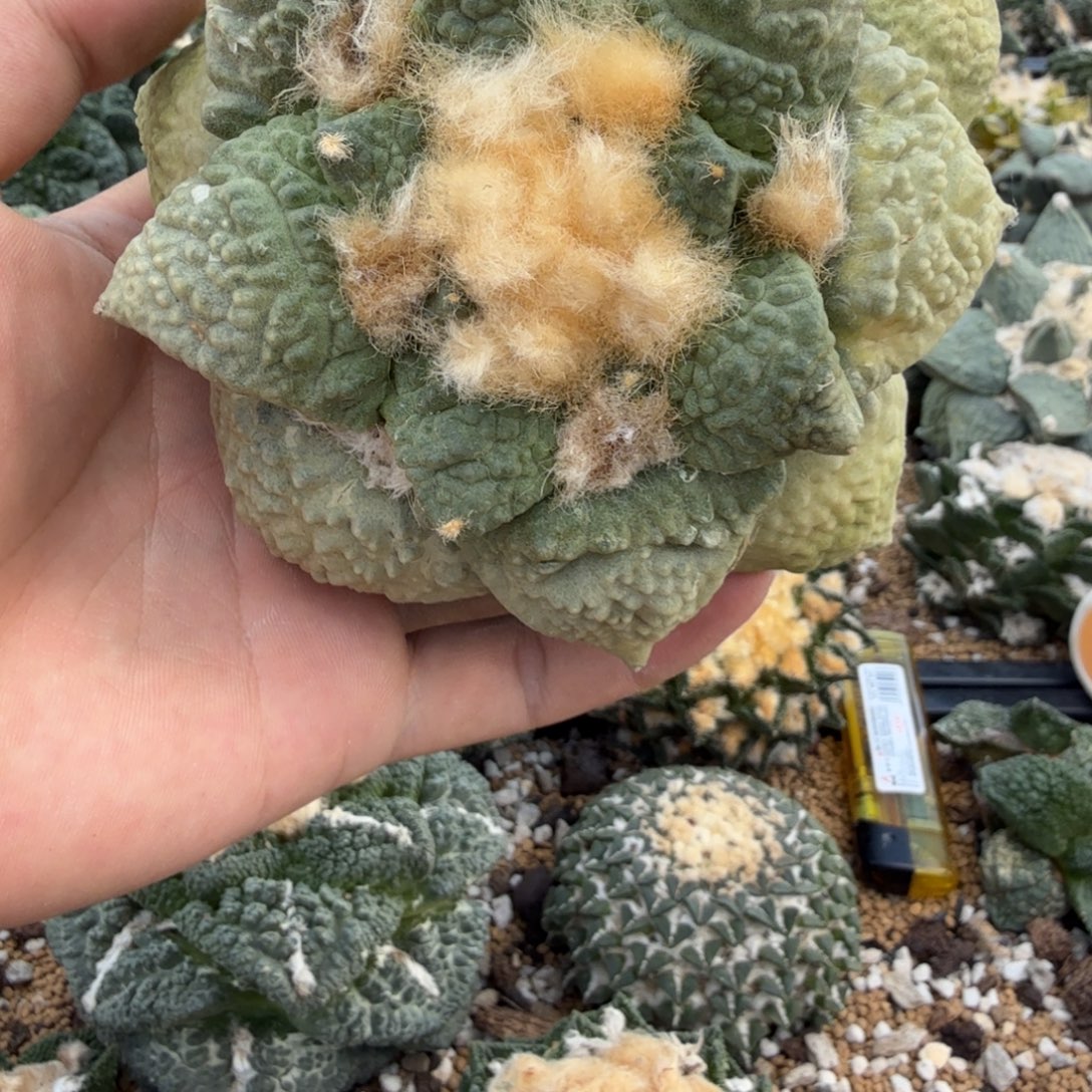 仙人球开花一个福利品