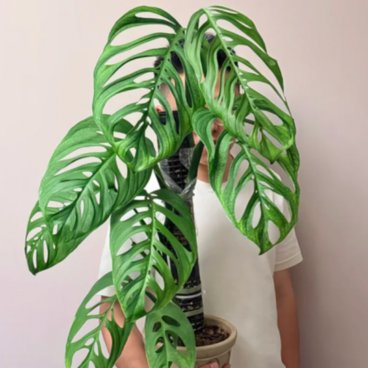 6.14新苗【仙洞龟背】氛围感拉满！垂钓ins风超好养懒人