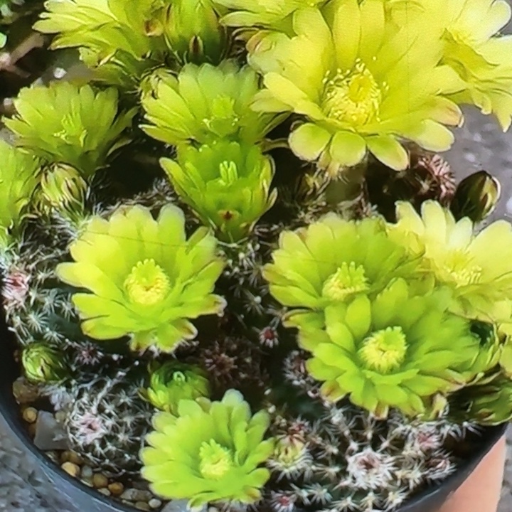 235青花虾歪3公分左右无根侧牙，20包邮