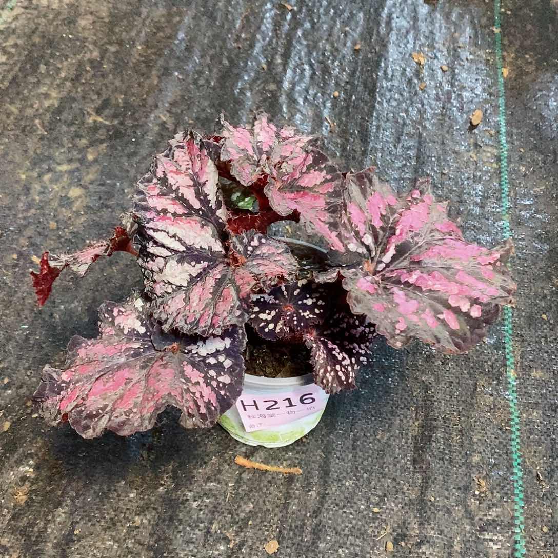 不开花植物破*号秋海棠216