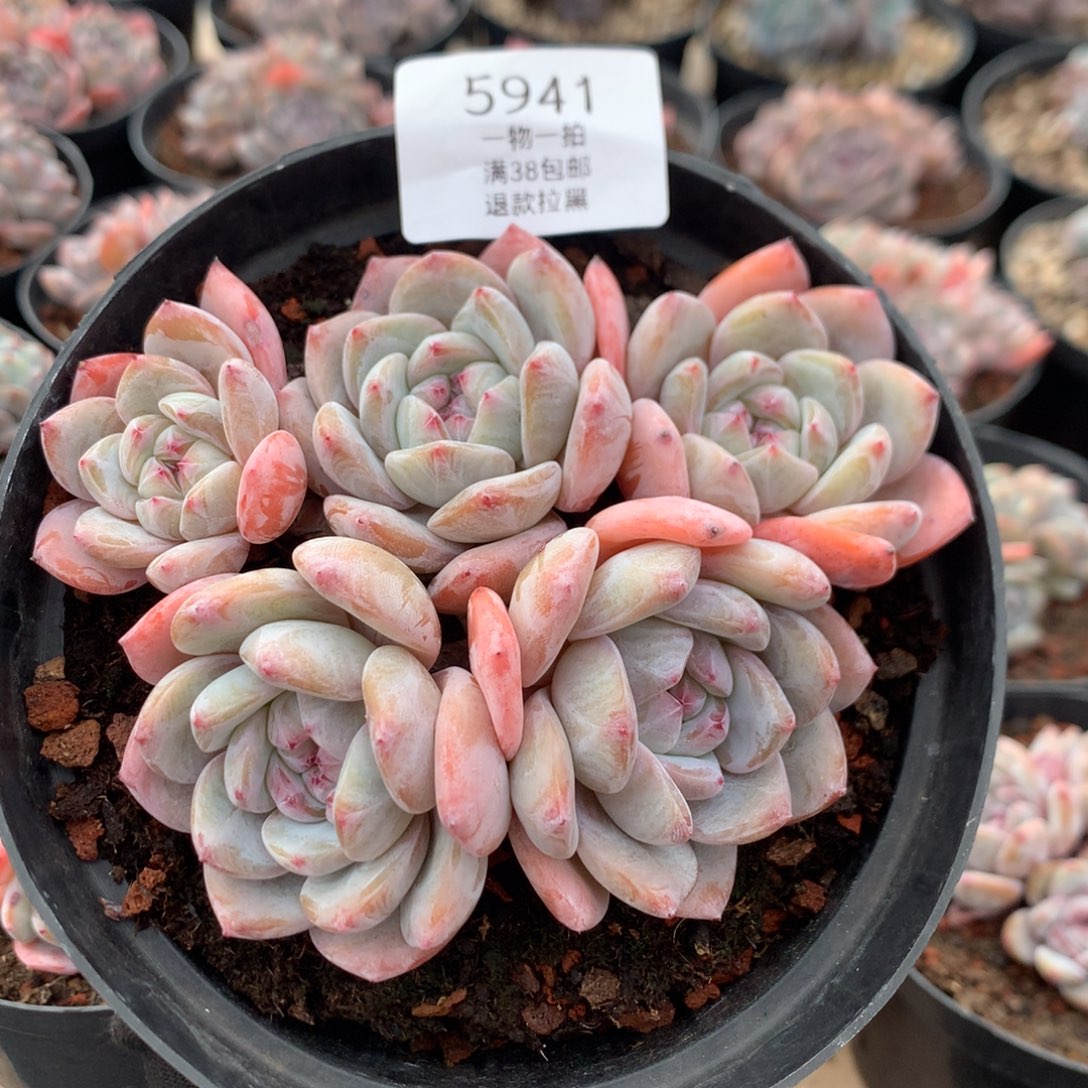 13厘米五头钻石心石榴籽 无砍 5941