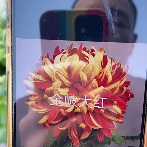 完全开放金帔大红