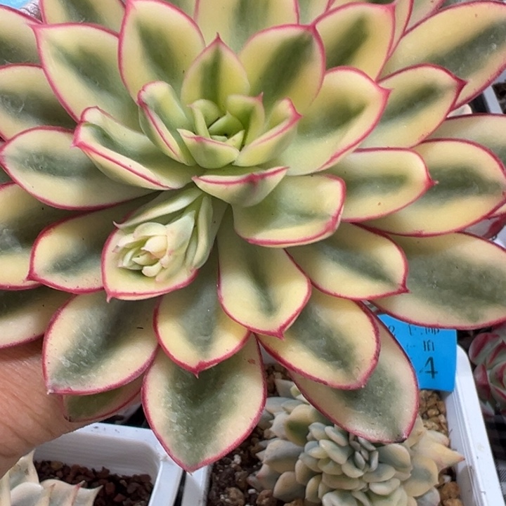 红花女王锦12官府老桩多肉植物