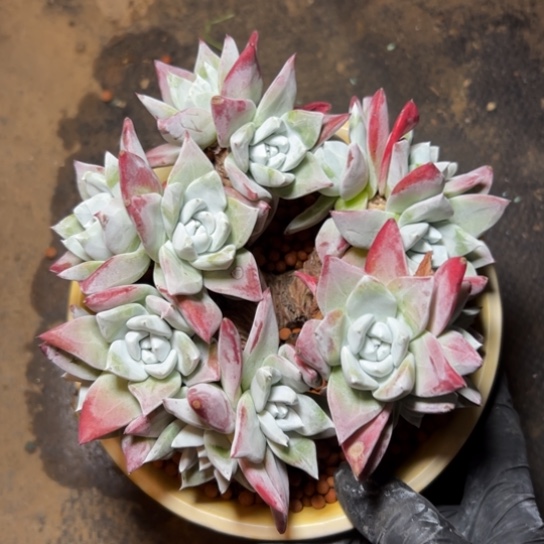 厚叶大脸流丹白豪～原产地7402